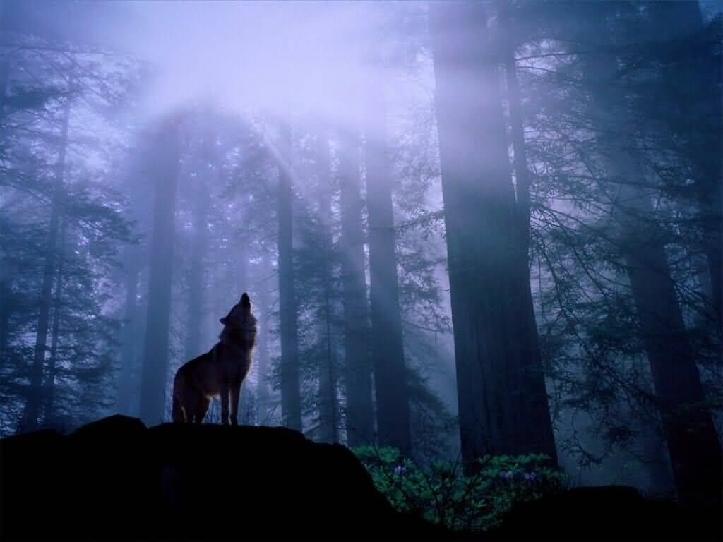wolf forest